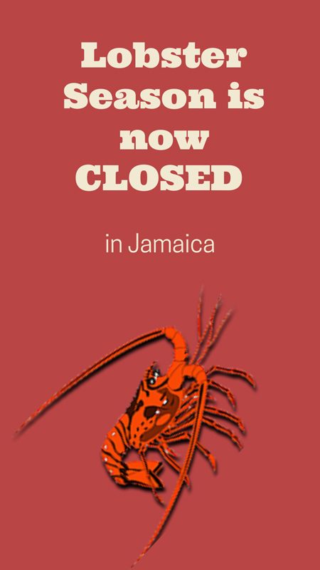 Lobster Season is now closed in Jamaica